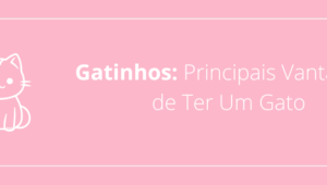 Gatinhos: Principais Vantagens de Ter Um Gato